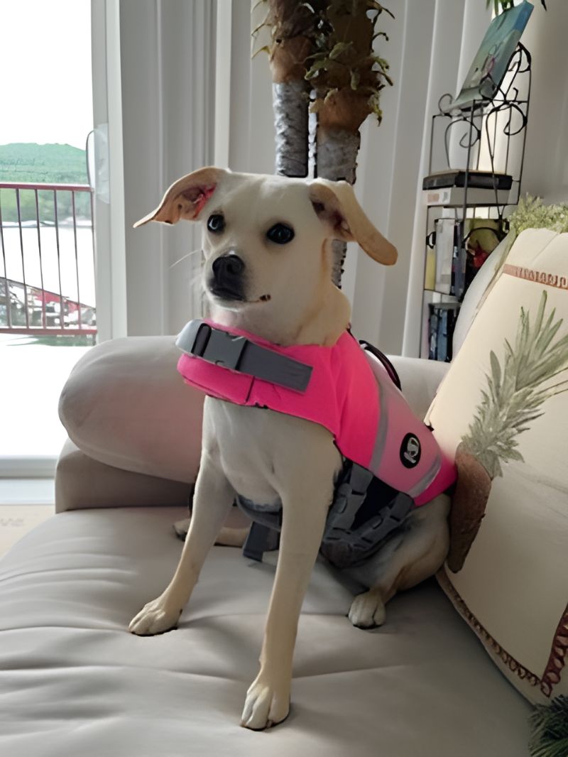 small brown dog with expressive ears and mouth wears a pink harness and sits up on a white sofa