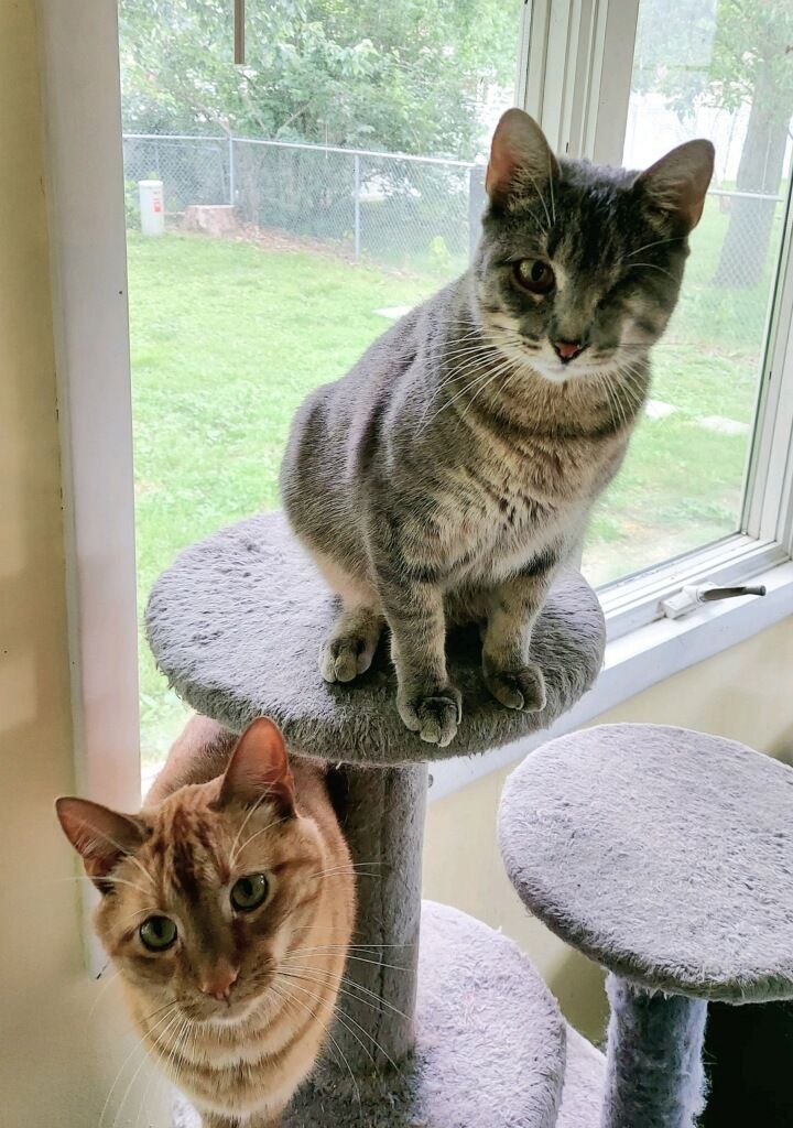 gray cat Luna and orange cat brother Toby climb their cat tree!