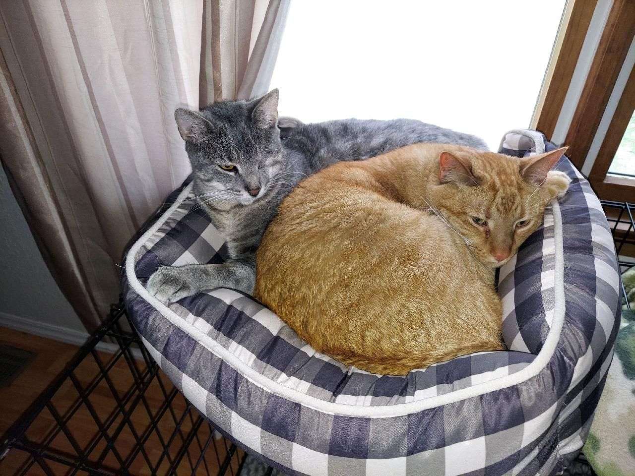 gray cat Luna and orange cat brother Toby share a window bed