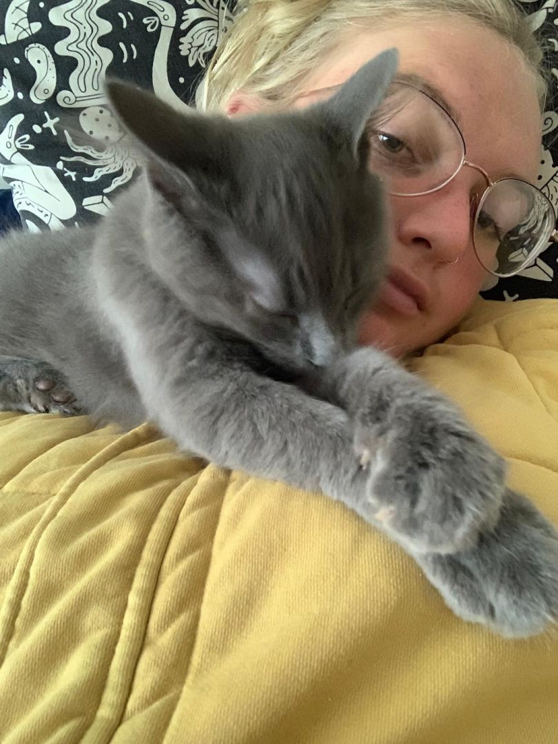 blond woman in eyeglasses and yellow shirt lounges on pillow beneath sleepy fluffy gray Merlin cat