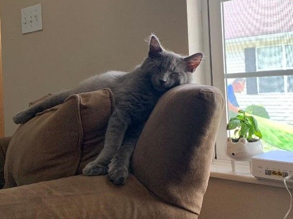 gray cat Merlin sleeps on top of brown arm chair in front of bright window with green plant on sill