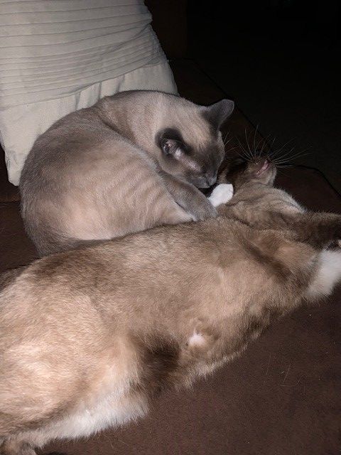 Sleepy Siamese bros - Lincoln and Lennon