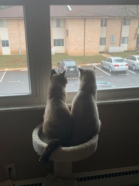 It's the neighborhood watch, brought to you by cats Lincoln and Lennon