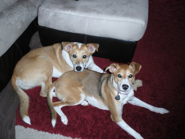 Dixie with sister Olive at home 2009