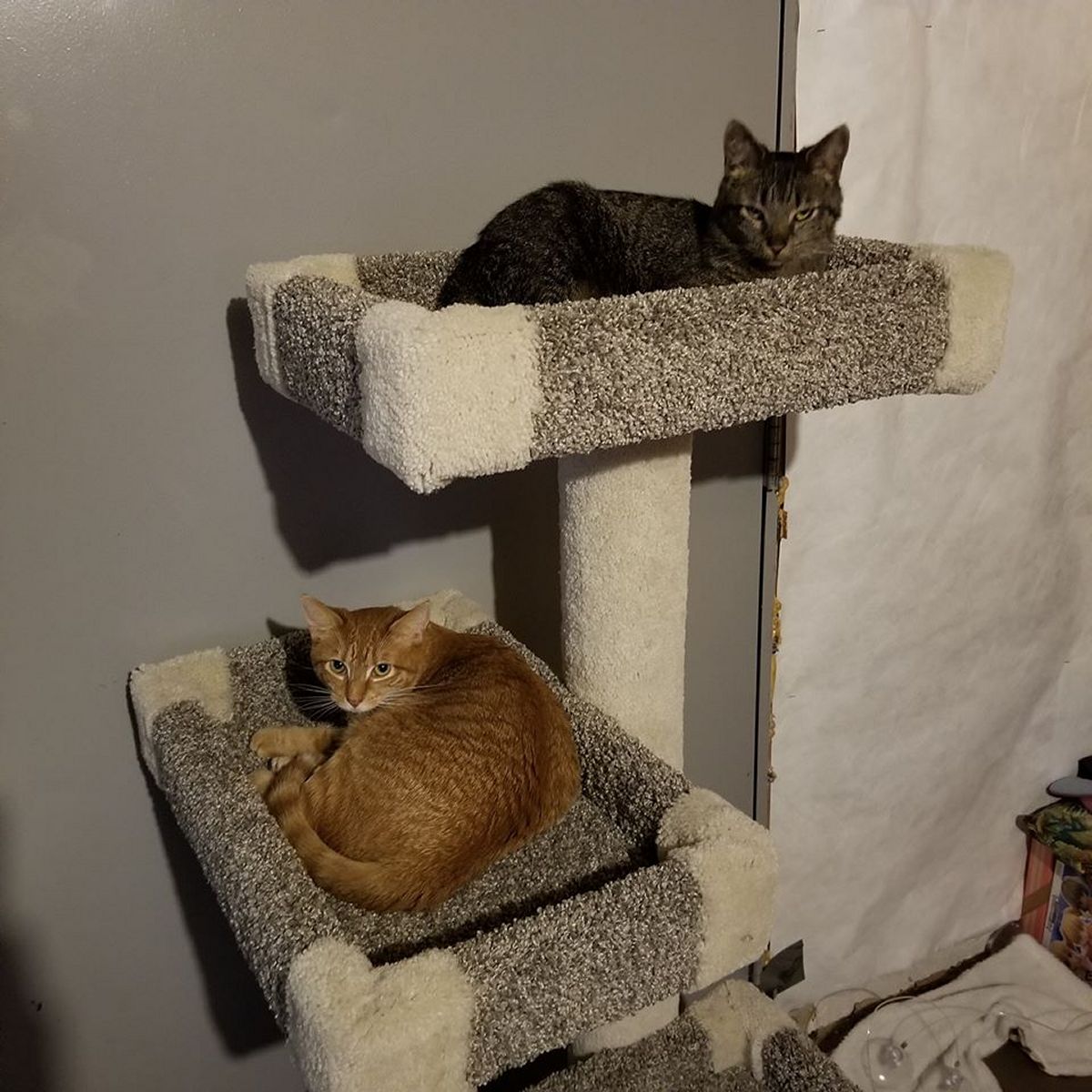 Patty and Peaches like the cat tree too