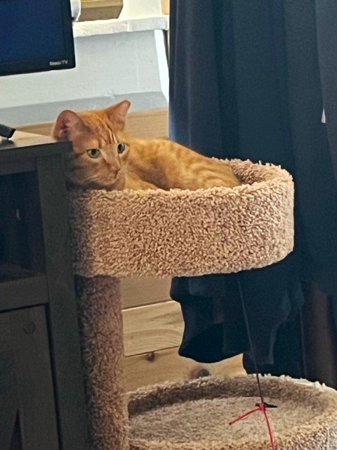 striped orange cat lounging up in a carpeted cat tree indoors