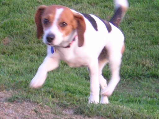 Penny running through the grass