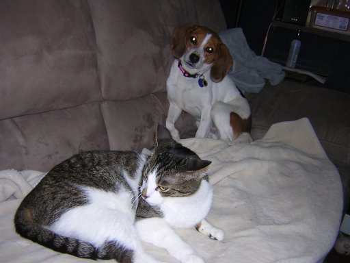 Penny the adopted Beagle has a kitty friend