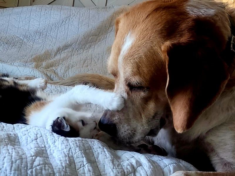 small calico cat puts white paws on large brown dog's muzzle