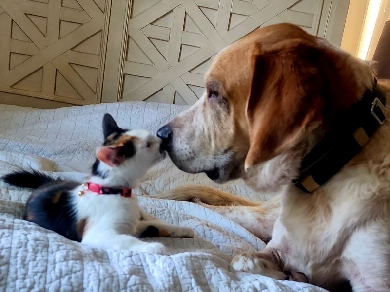 small calico cat on bed nose to nose with large floppy eared brown dog