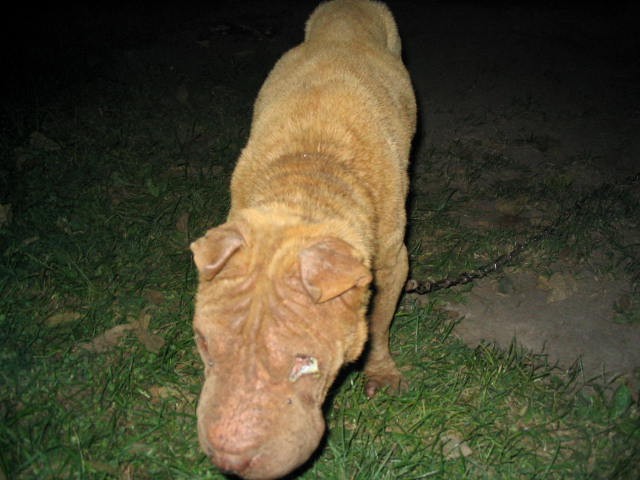 Phoebe in her yard of abandonment, about to get rescued!