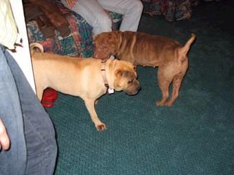 Phoebe weighed only half her ideal weight due to malnutrition and neglect.