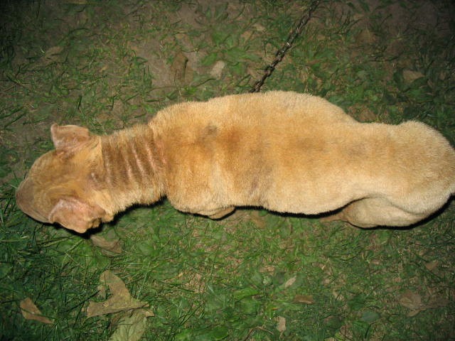 Phoebe weighed only half her ideal weight due to malnutrition and neglect.