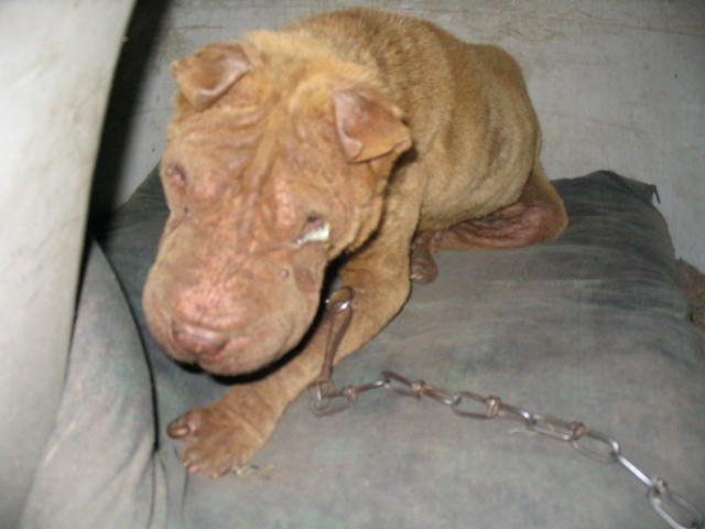 Phoebe gets to rest during rescue on a soft blanket