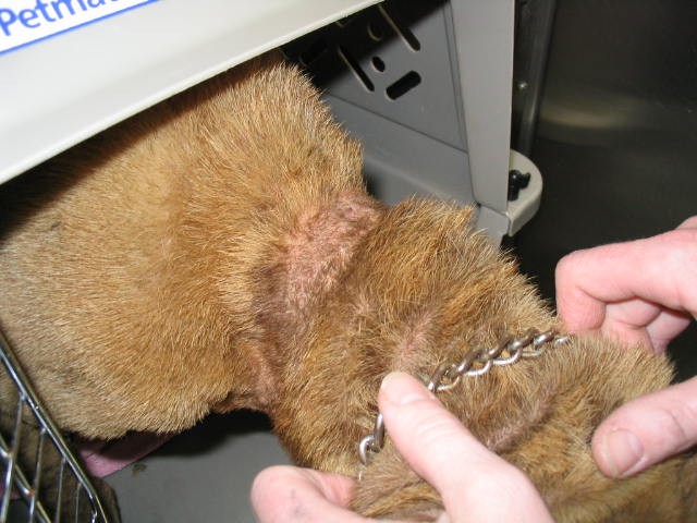 Phoebe's heavy chain had grown into her neck