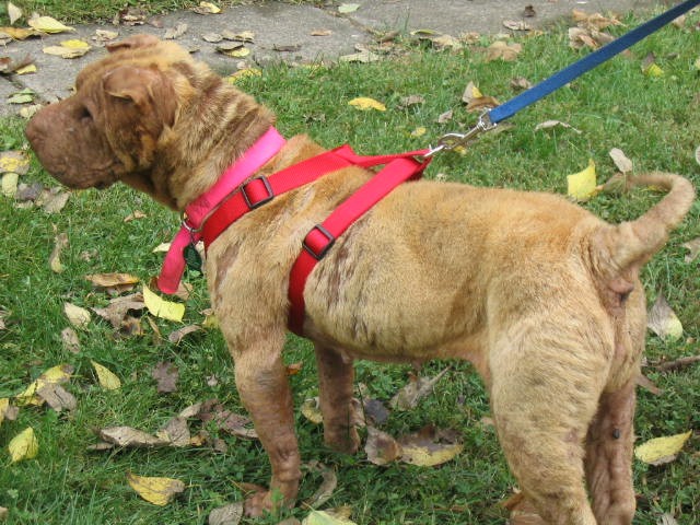Phoebe is lookin' good and enjoys people and going on walks