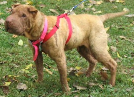 Phoebe hopes she is heartworm free and ready for a furever family