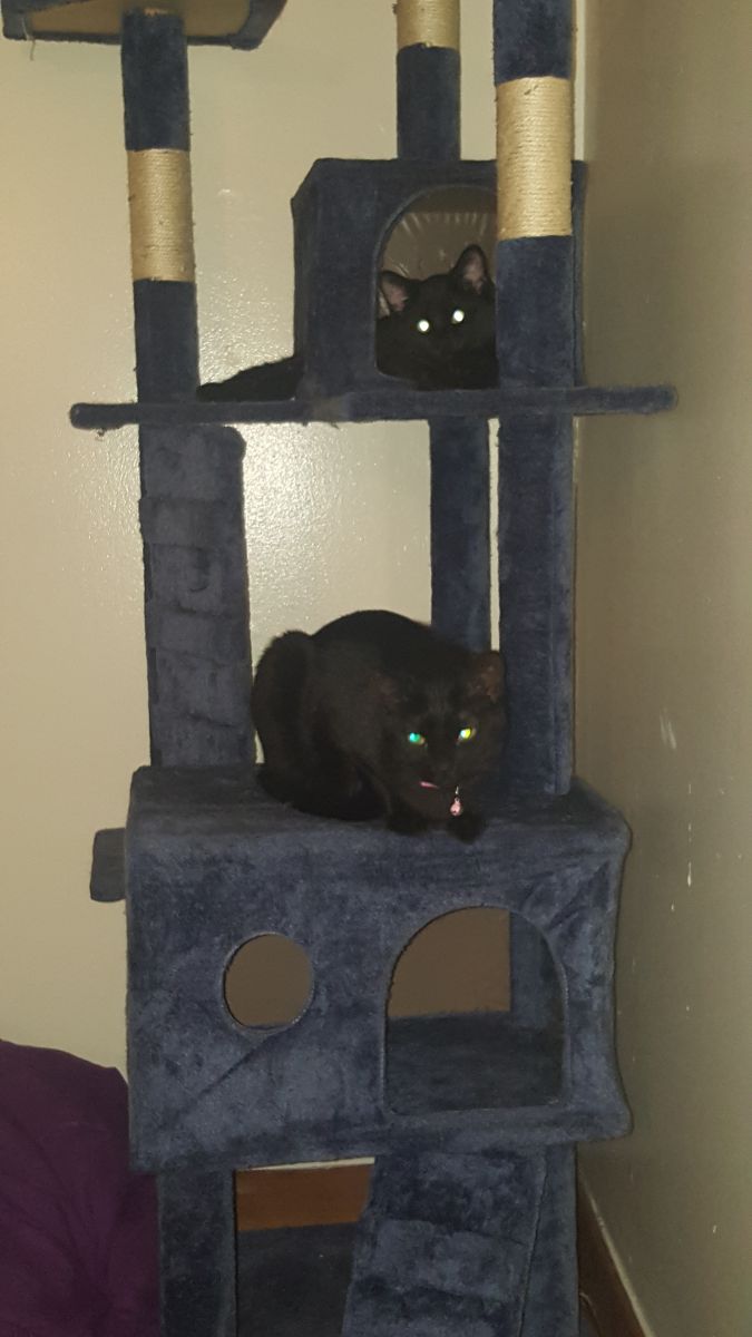 Pitter, now Mr Pitters, shares the cat tree with sister Karena