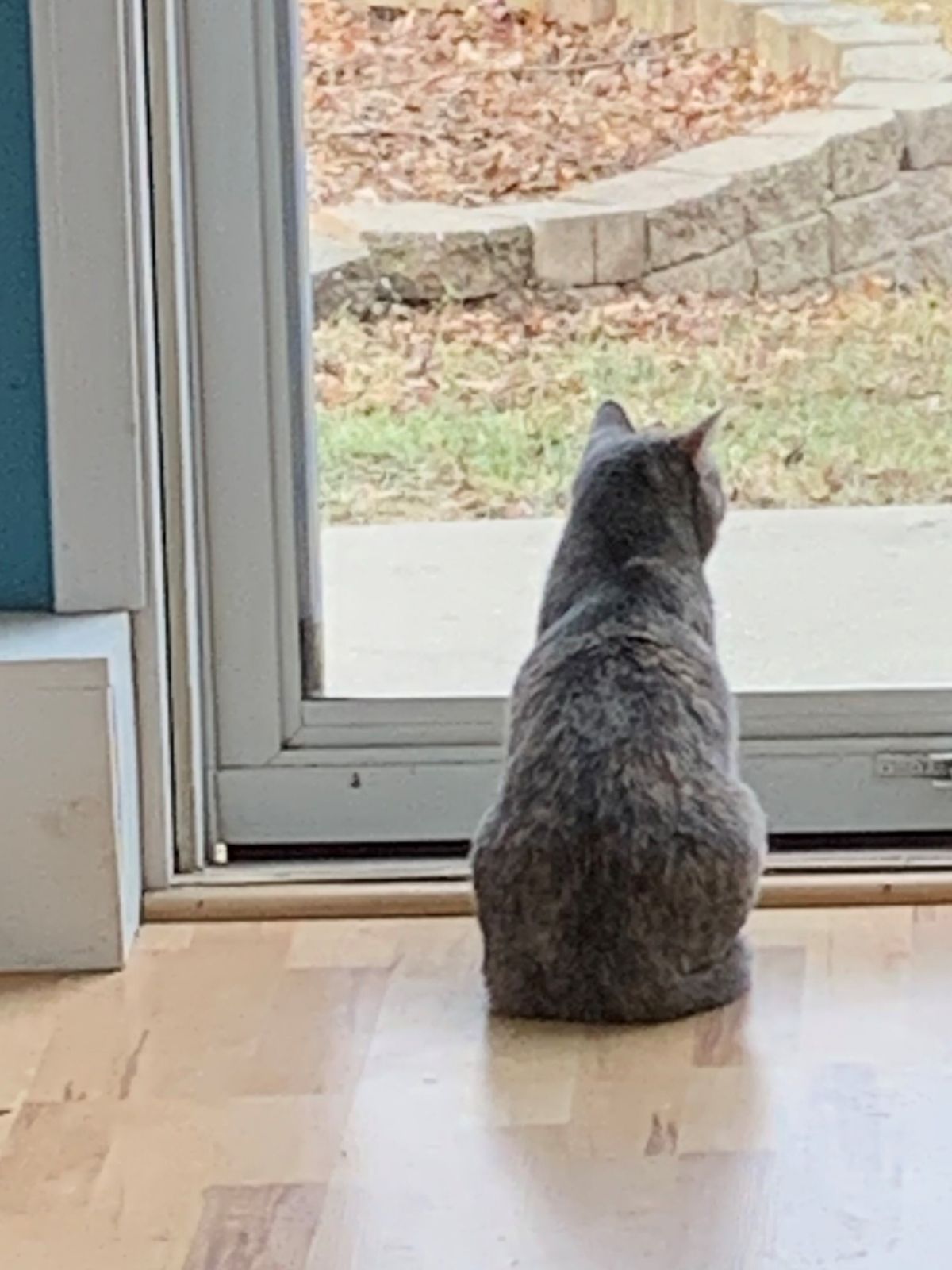 gray cat Purrcilla watches out the back glass door for birds and squirrels.