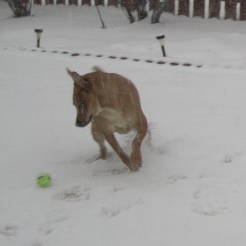Quincy fetches in the snow - that's hard core