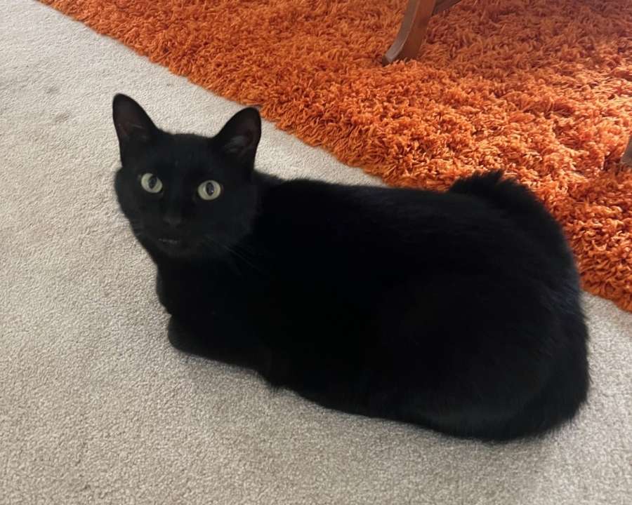 alert and calm black cat with bright yellow eyes sitting in loaf pose on taupe wall-to-wall carpeting beside an orange area rug and wood table leg