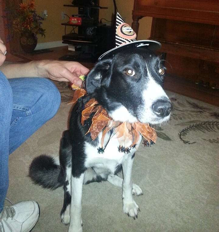 Howl-o-ween might not be Shelby's most favorite howliday, but she's a sport
