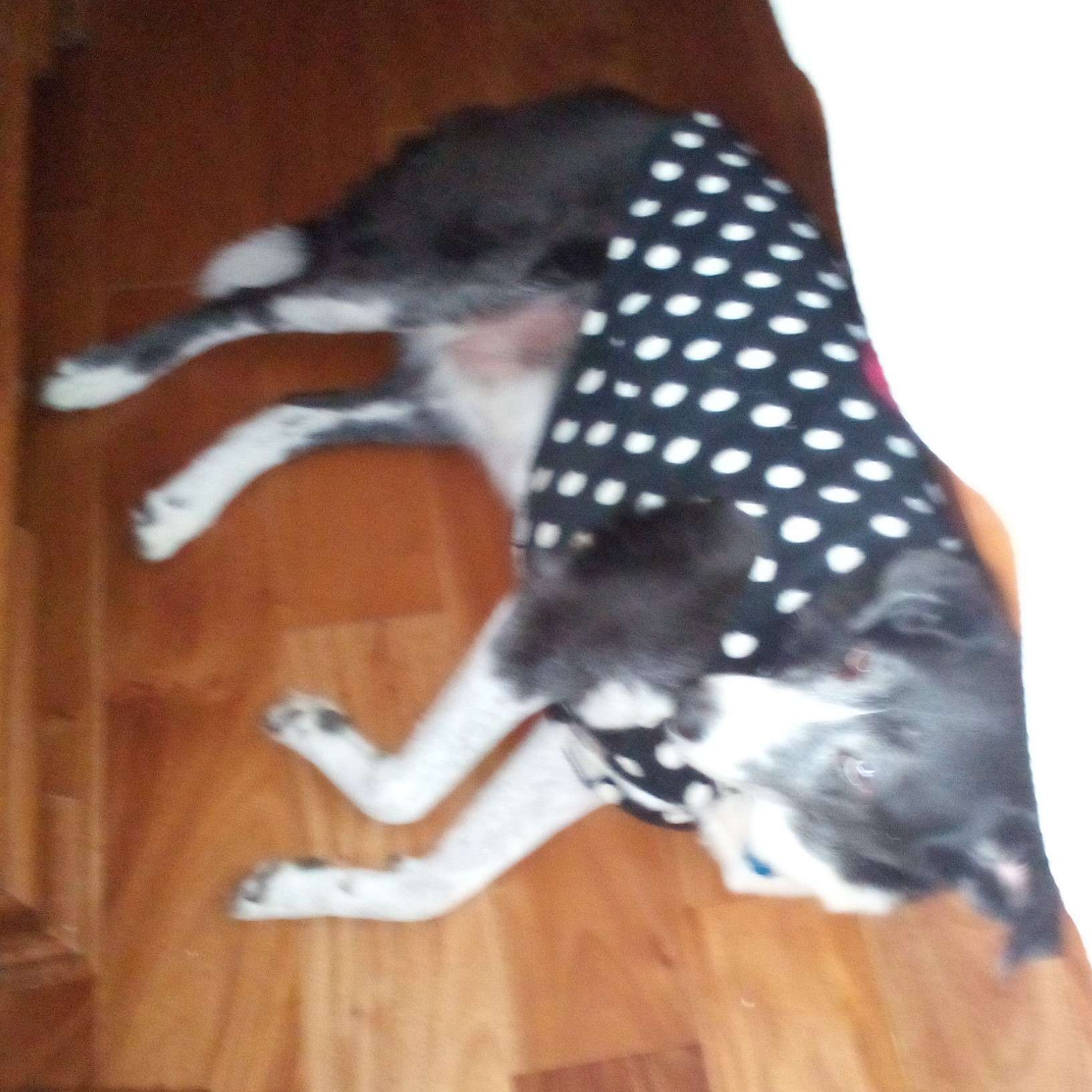 black and white dog, gray with age, wearing black and white polkadot shirt