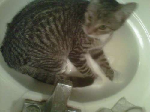 Silly Simba in the sink