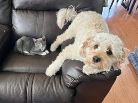 big curly white dog and gray cat sit on leather arm chair