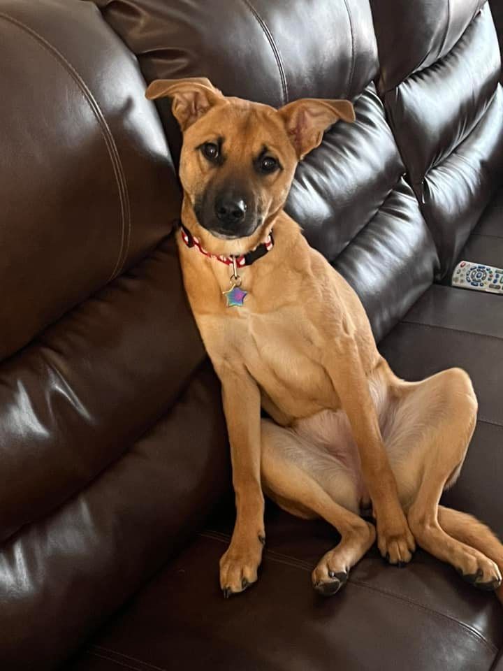 brown dog sits up like a person on a brown leather sofa.