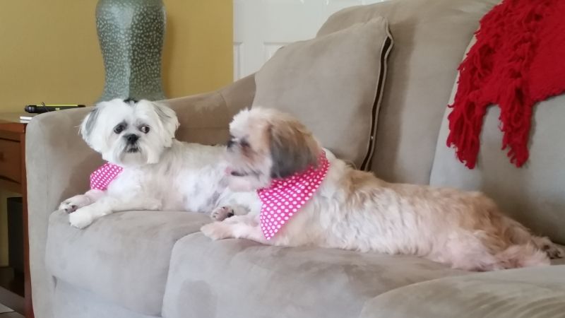 Suzie and new sister Gracie share the sofa