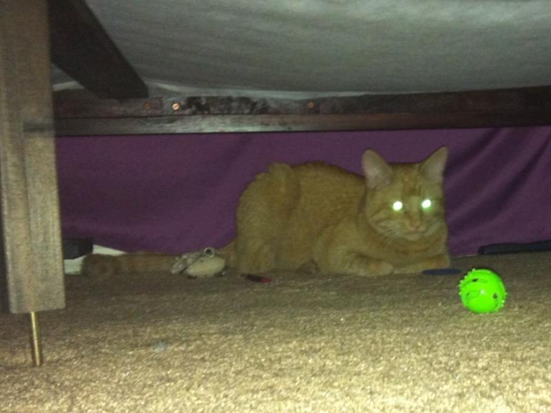 Silly Tater under the bed