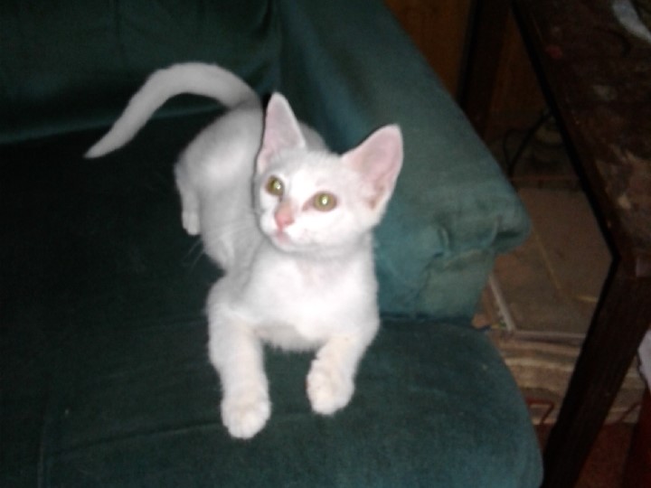 white kitten sits on a green easy chair.