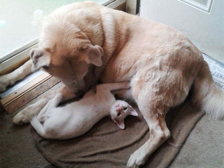 white kitten plays with big yellow dog near a glass paned door.