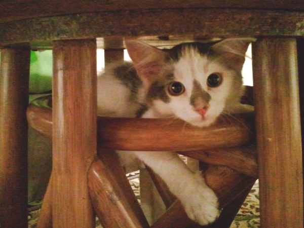 Silly Jesse under the table