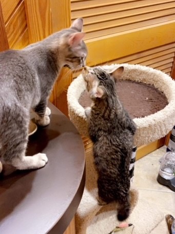 two tabby cats explore a cat tree and scratcher