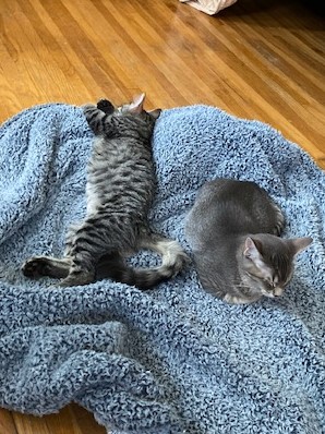 two tabby cats sleep silly on a blanket on the floor