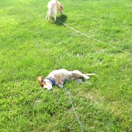 Zane loves grass behind his ears and hanging out with sister Sadie