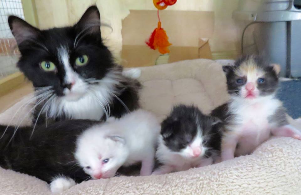 Ellie Mae raising her four kittens in foster care!