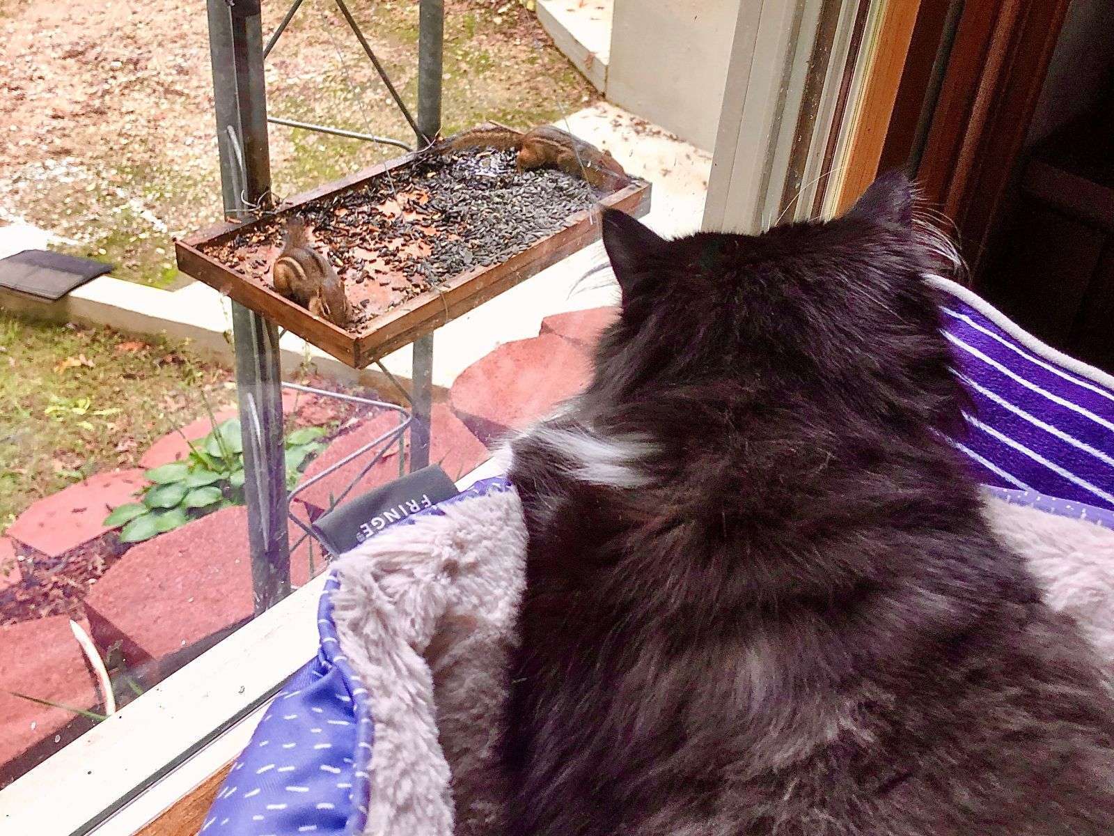 Long haired tuxedo cat watching the chipmunks in the wildlife feeder.
