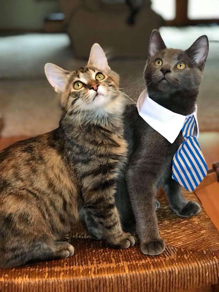 happily adopted kittens Jewel and Nubbin sports a fun necktie