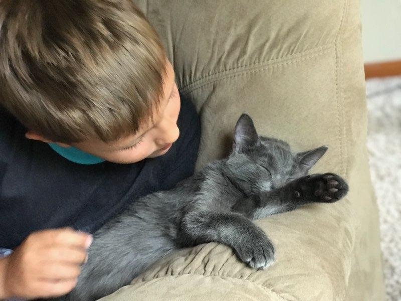 Nubbin kitty hangs out with one of his favorite little boys