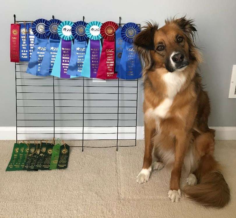 Ava (shelter name Minnie) shows off her many ribbons she's won so far!