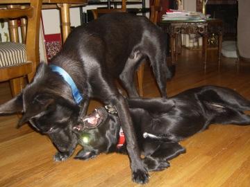 Rudy happy at home wrestling with brother Bo