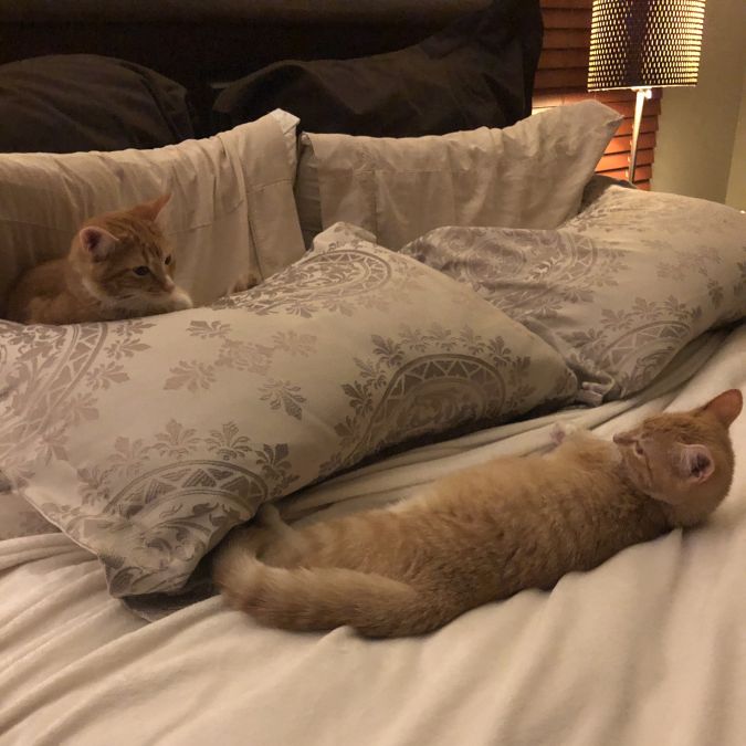 Snicker and Doodle have claimed the people bed