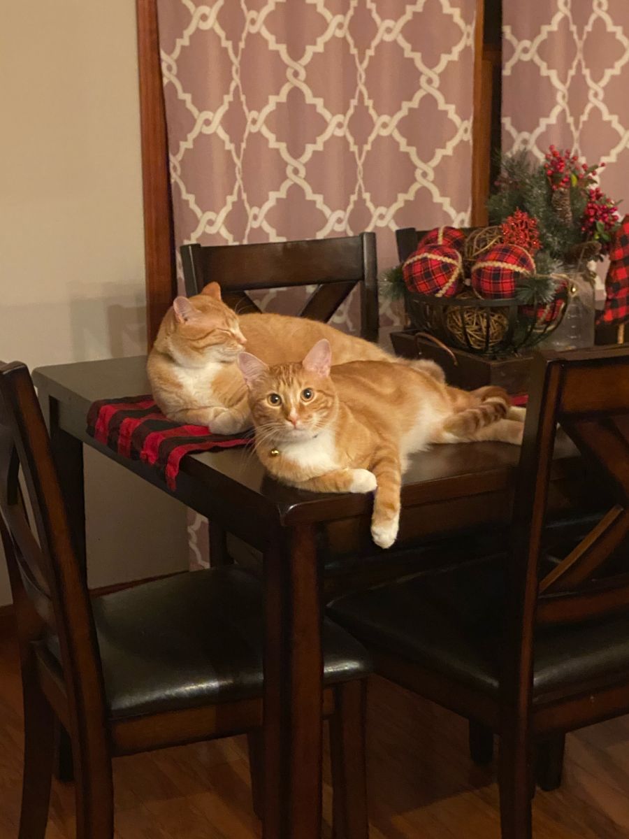 Snicker and Doodle practice their table decoration skills