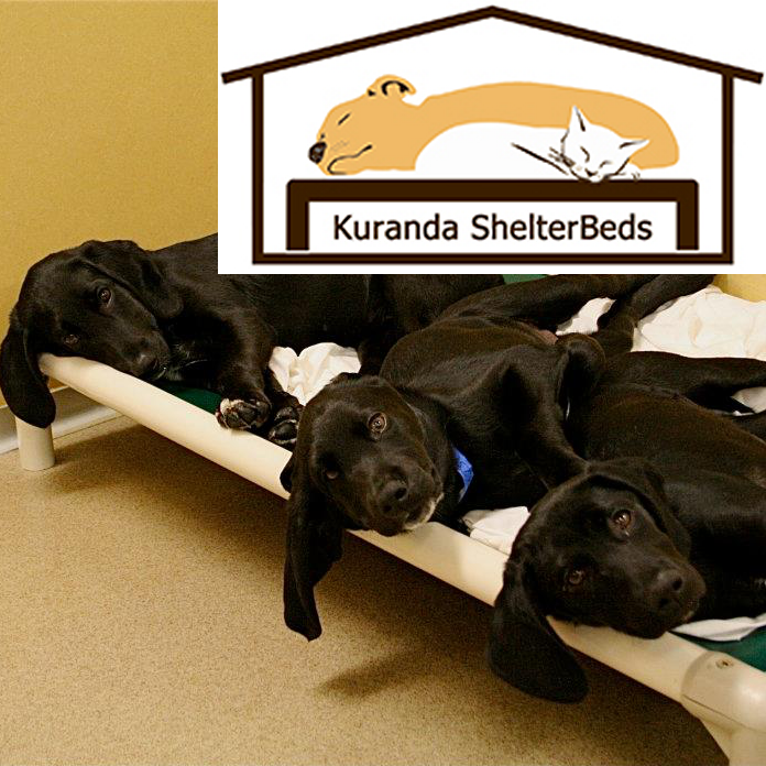 example of shelter dogs enjoying donated beds from Kuranda